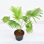 Table palm