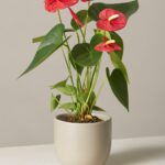 Anthurium Red